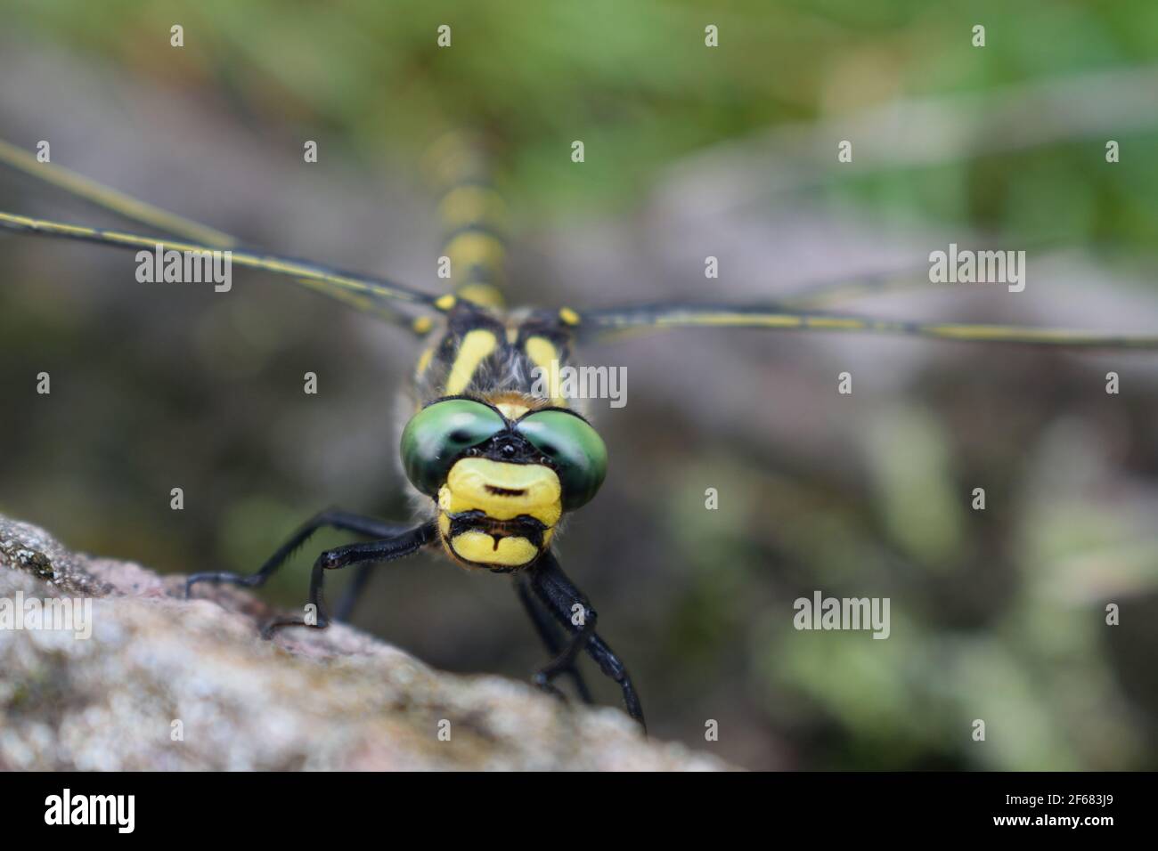 Golden-ringed Dragonfly Sitting on a Rock in the Lake District Stock ...