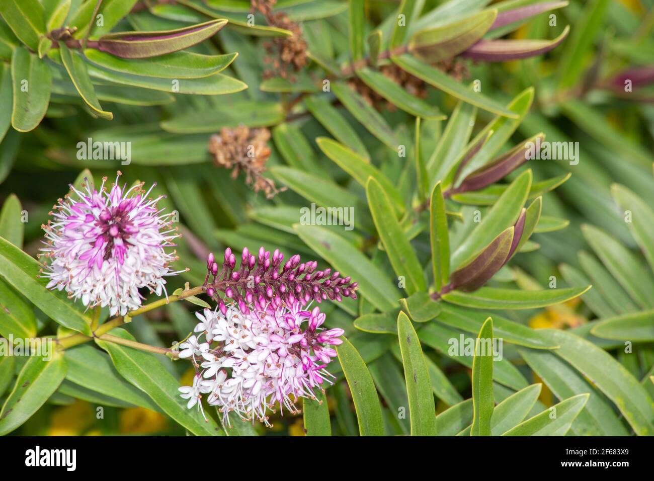 A Hebe salicifolia with flower on one side of the image, selective focus with space for copy. spring image. Stock Photo