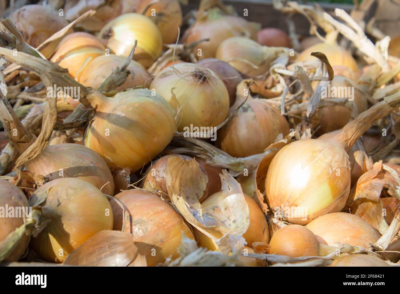 Vitamin tsybulyu shallots hires stock photography and images Alamy