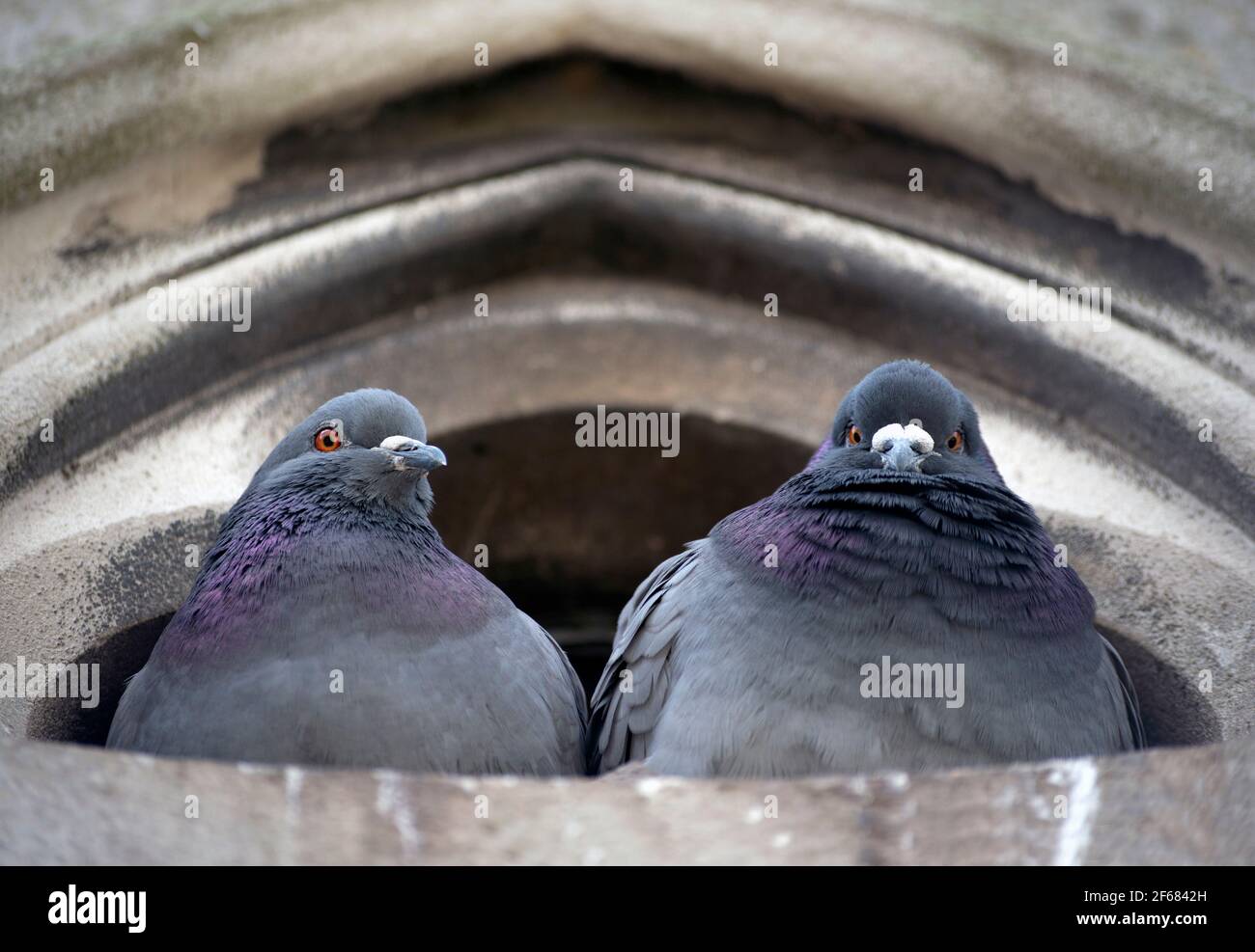Two funny pigeons looking at the camera Stock Photo - Alamy Two funny pigeons looking at the camera Stock Photo - Alamy