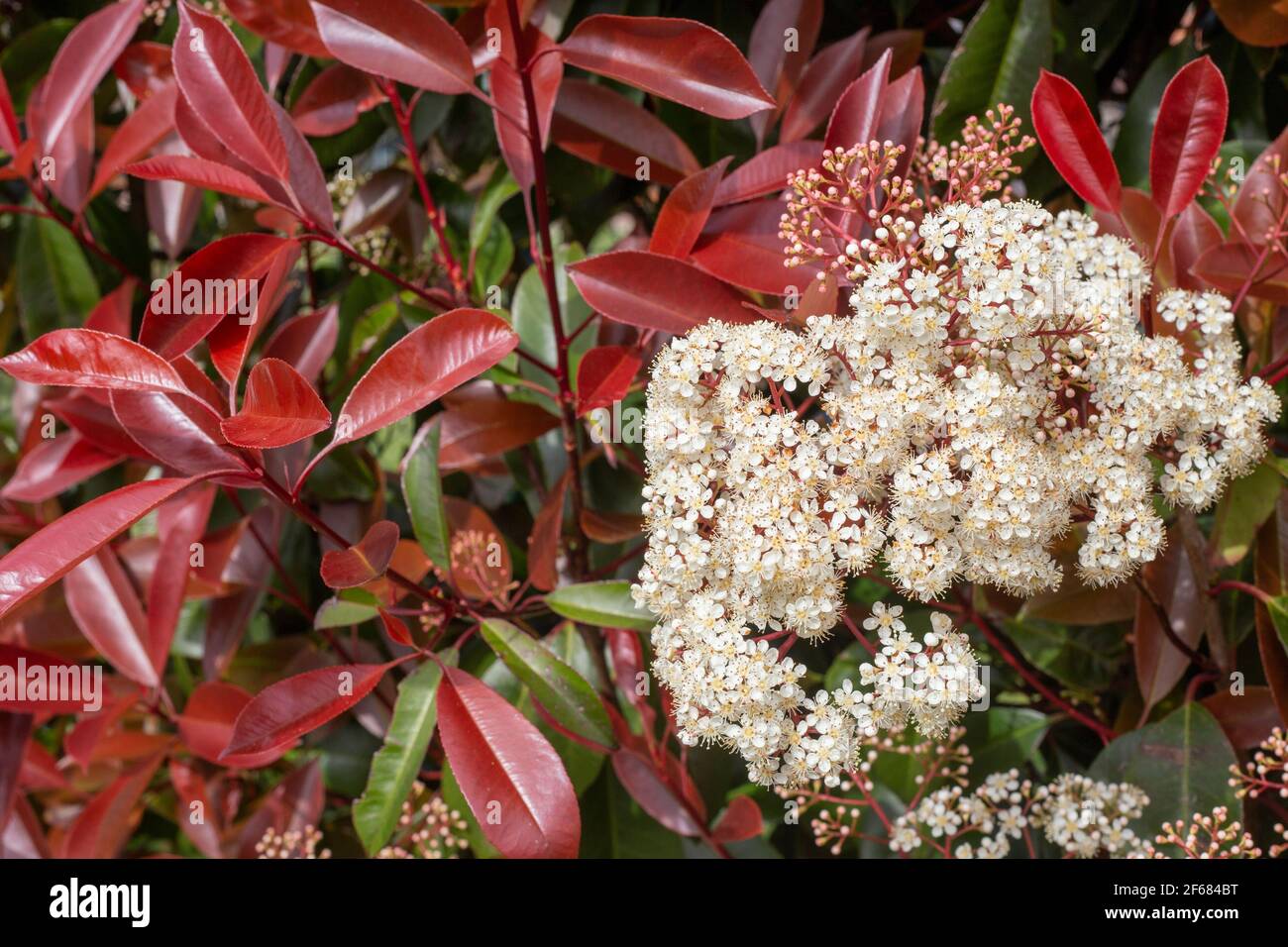 A Flowering Photinia or robin plant, growing outdoors. Red leaves and white flowers of a Photinia in spring. selective approach, copy space. Stock Photo