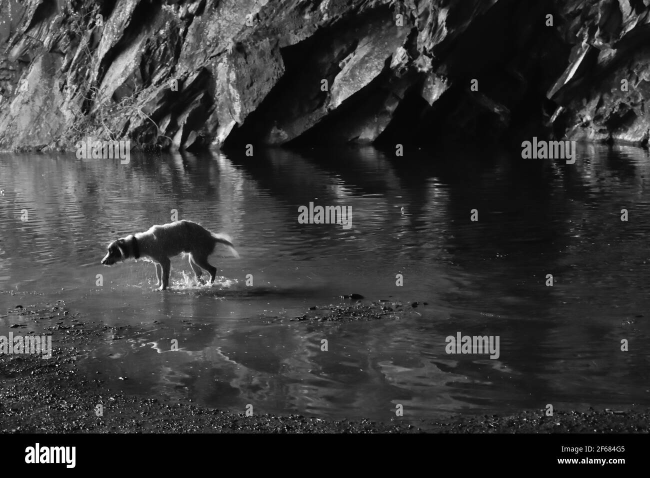 A Tourist's Dog Shaking off the Water After Playing in the Lake at Rydal Cave in the Lake District Stock Photo