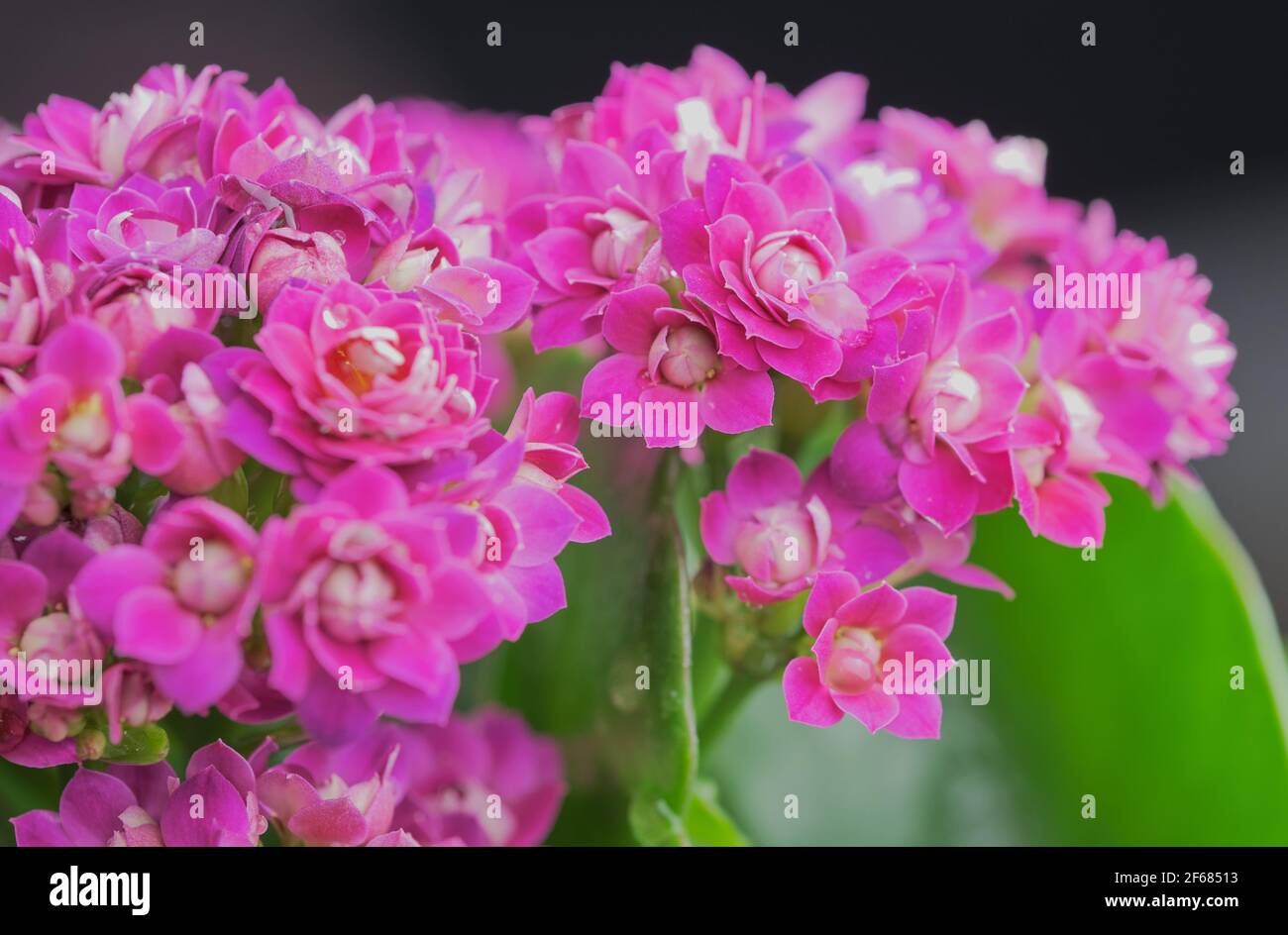 macro color picture of pink Kalanchoe blossfeldiana flower Stock Photo