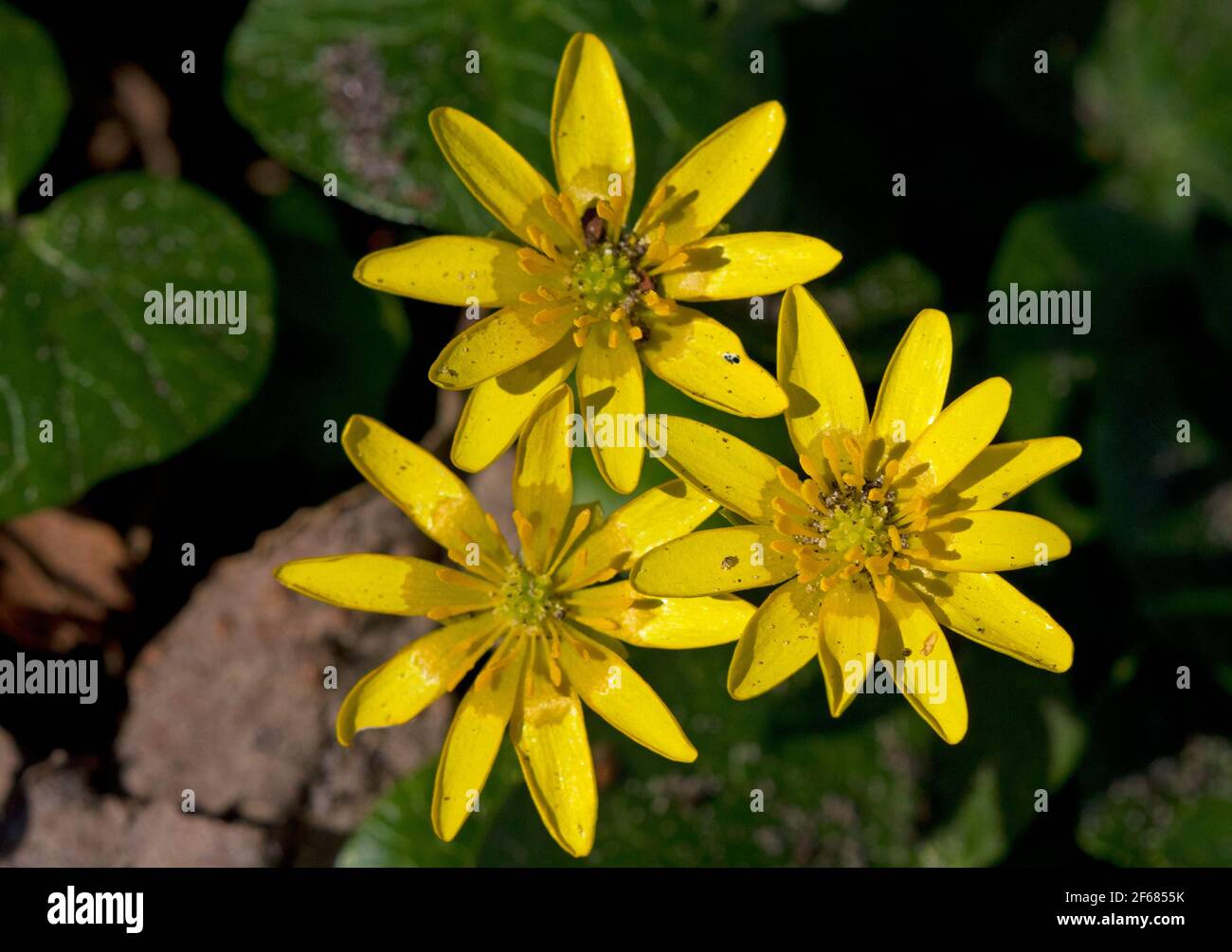 Close-up of three yellow flowers of Lesser celandine, a beautiful yellow flower in early spring Stock Photo
