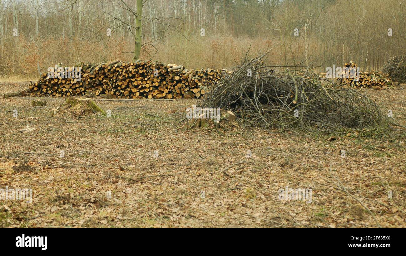 Cutting deforestation, logging cut industry pile timber of felled wood branches, stump and newly new planted planting growing trees seedling making Stock Photo