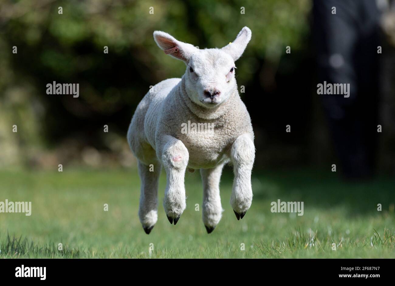 Hawes, North Yorkshire, UK. 30th Mar, 2021. Thumper the flying texel pet lamb has a spring in its step as the sun shines down after Credit: Wayne HUTCHINSON/Alamy Live News Stock Photo