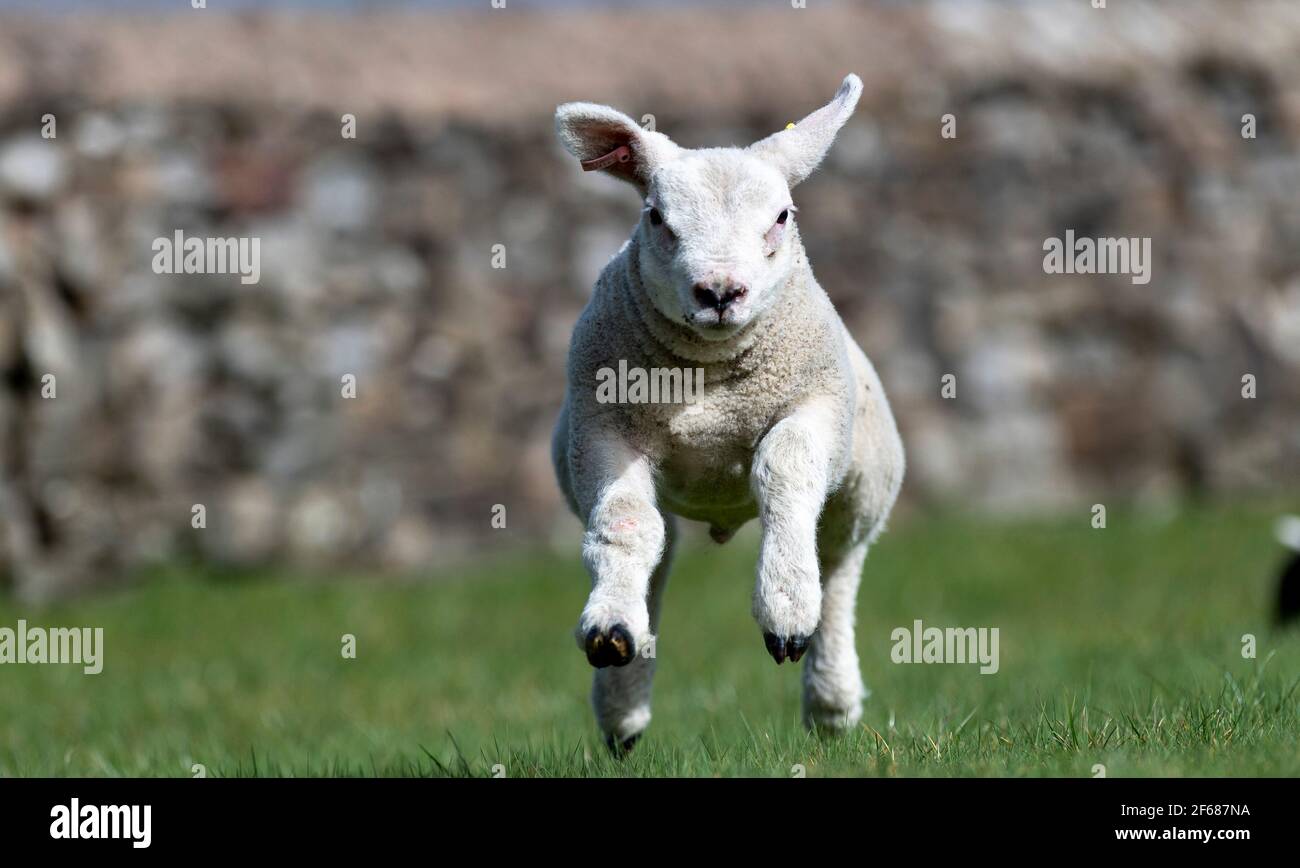 Hawes, North Yorkshire, UK. 30th Mar, 2021. Thumper the flying texel pet lamb has a spring in its step as the sun shines down after Credit: Wayne HUTCHINSON/Alamy Live News Stock Photo