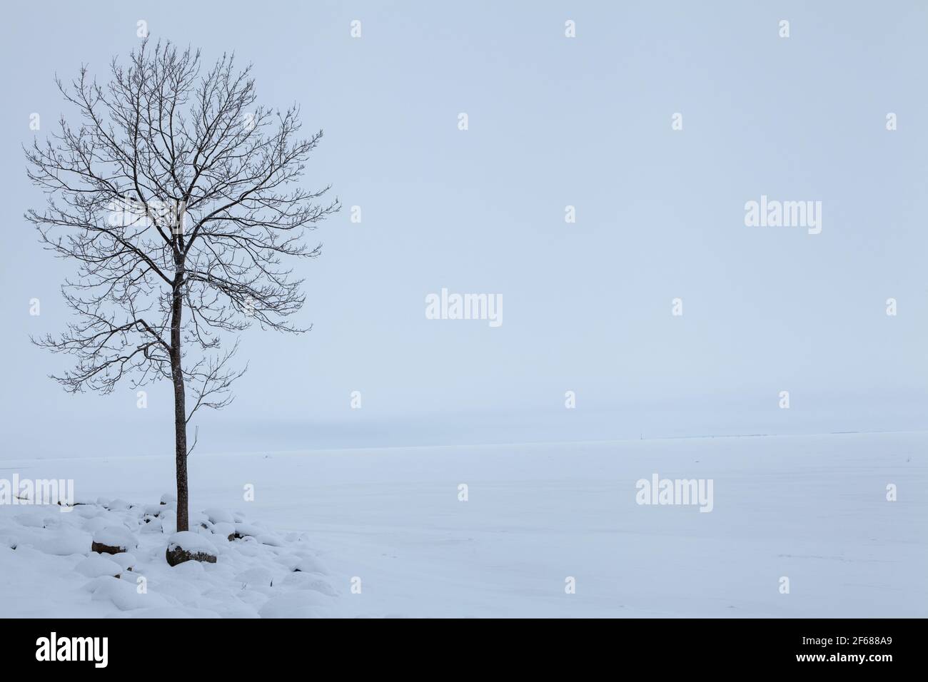 One tree on the shore of the Gulf of Finland. Petergof, St. Petersburg, Russia. Stock Photo