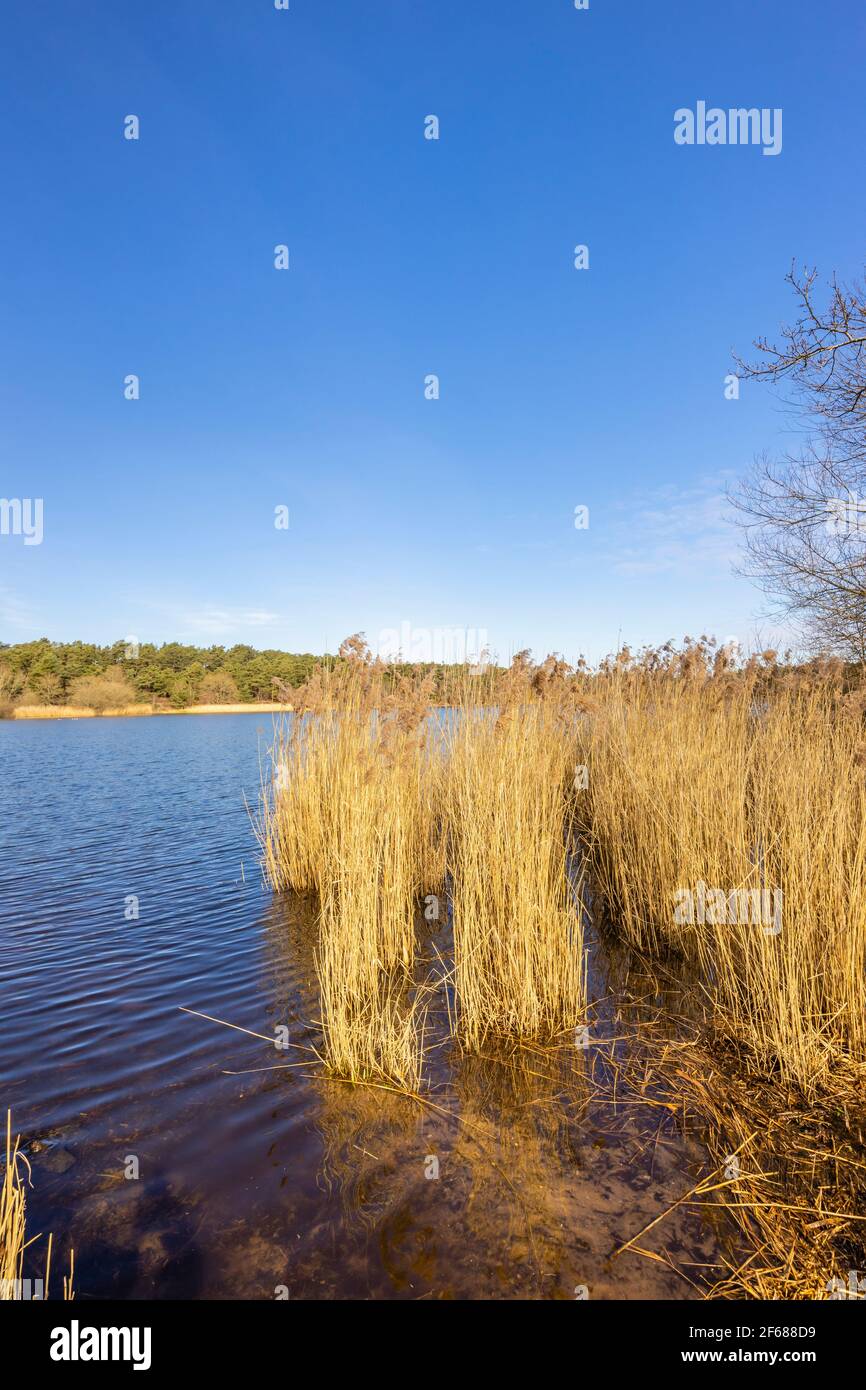 Lakeside reeds at Frensham Little Pond, near Farnham, Surrey, a local rural beauty spot and recreational area, in later winter to early spring Stock Photo