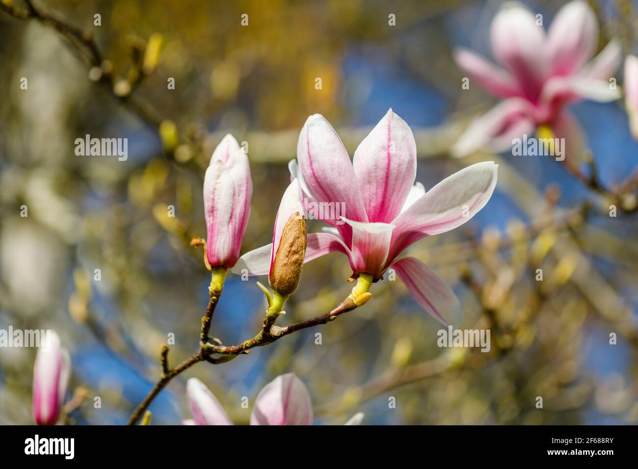 Flowers of a pink tinged white magnolia tree growing in a garden in Surrey, south-east England, blooming in spring Stock Photo