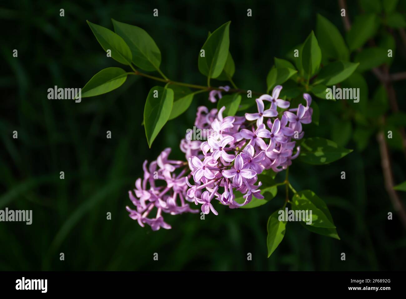 A beautiful lilac bush blooms in the spring in the garden, park. A sprig of lilac on a blurry background of green leaves. A soft purple spring flower. Stock Photo