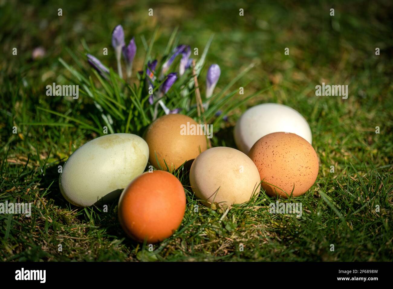 Six different coloured free range organic eggs on a lawn in spring sunshine with spring flowers in the background Stock Photo