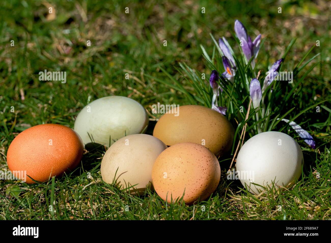 Six different coloured free range organic eggs on a lawn in spring sunshine with spring flowers in the background Stock Photo