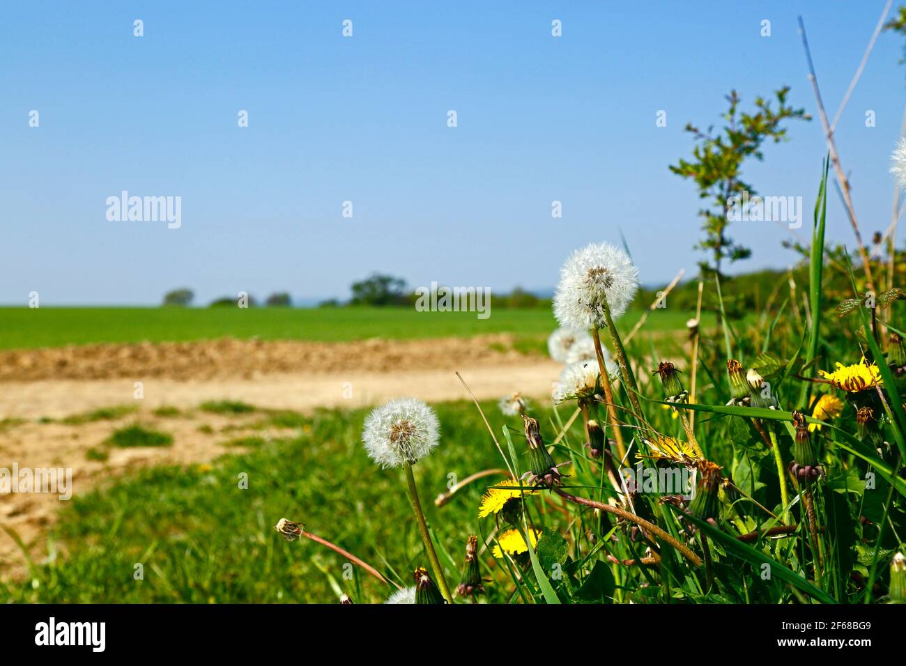 Common dandelions (Taraxacum officinale) in hedgerow next to field of newly planted wheat in the Medway Valley near Haysden in early summer, Kent, UK Stock Photo