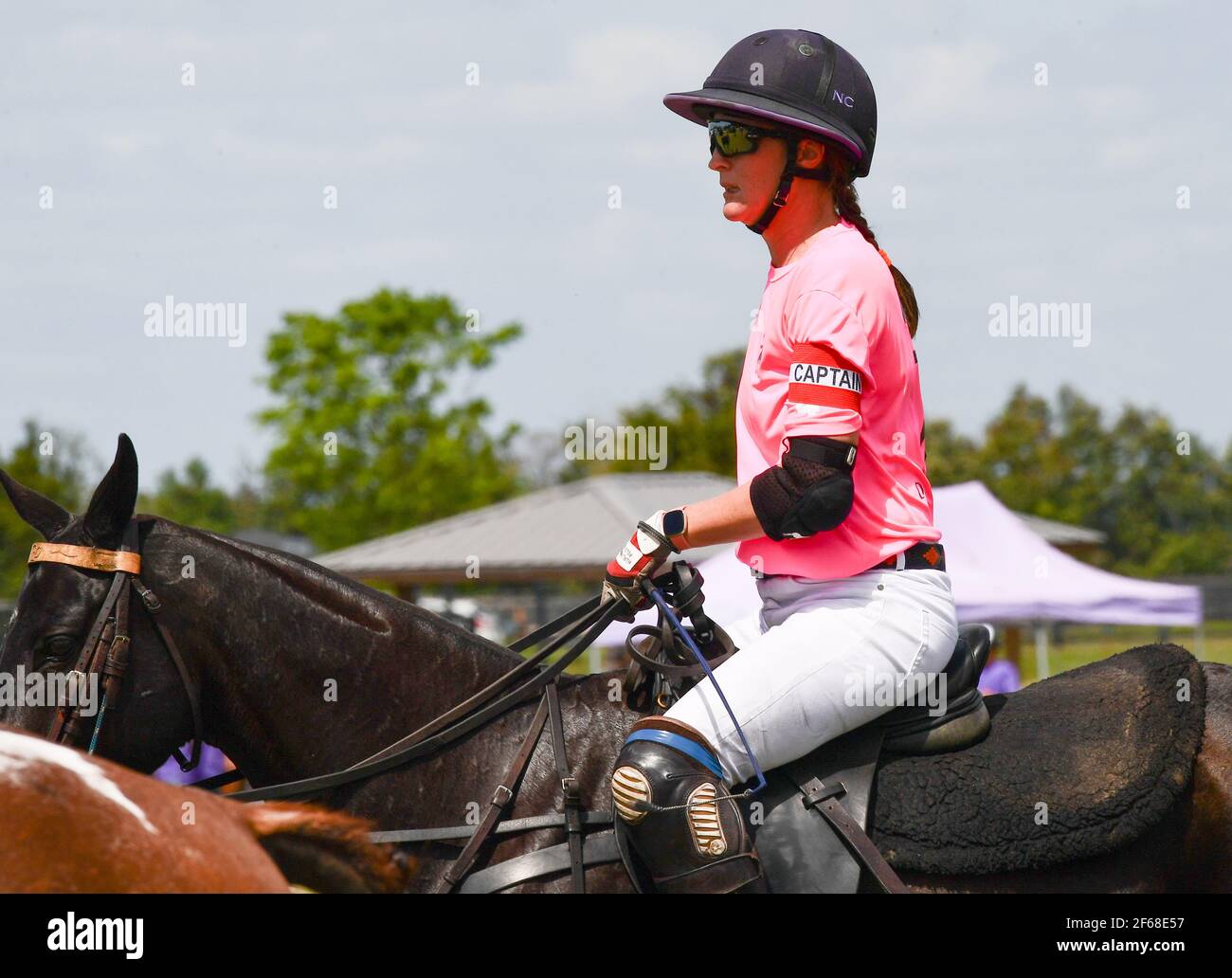 Pink pony florida hi-res stock photography and images - Alamy