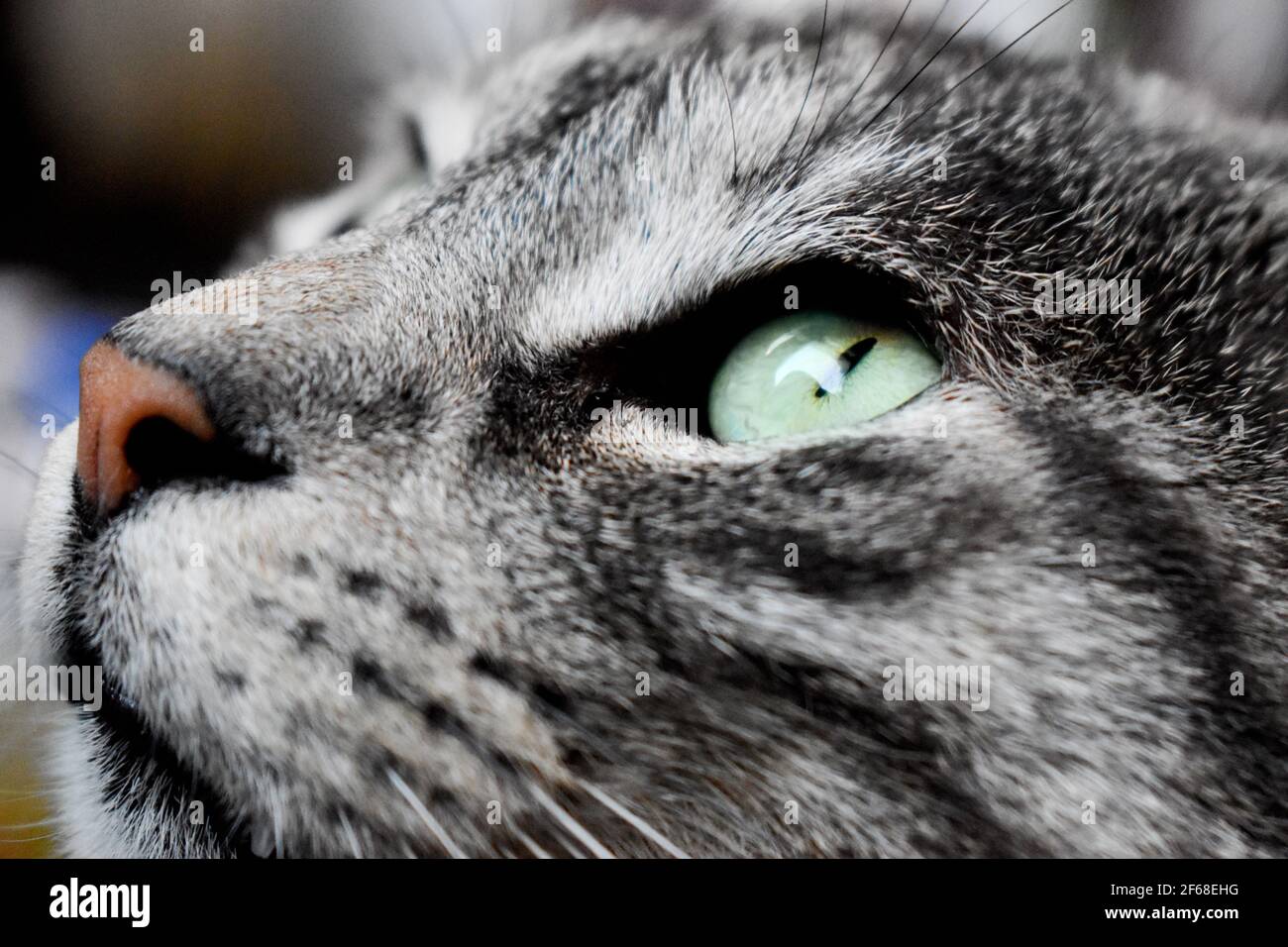 Beautiful tabby gray cat with green eyes Stock Photo