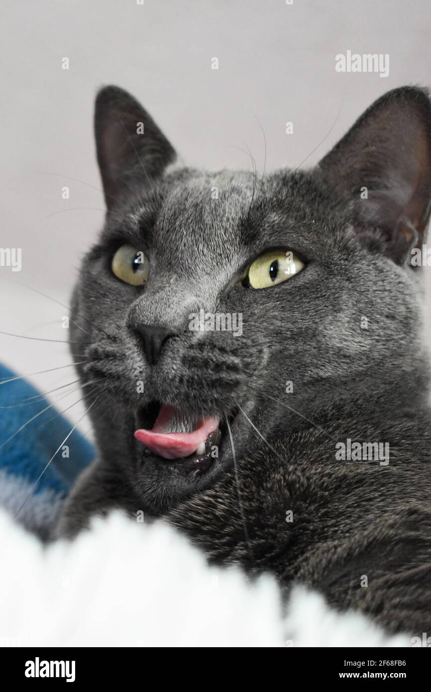 Beautiful gray cat indoors yawning Stock Photo