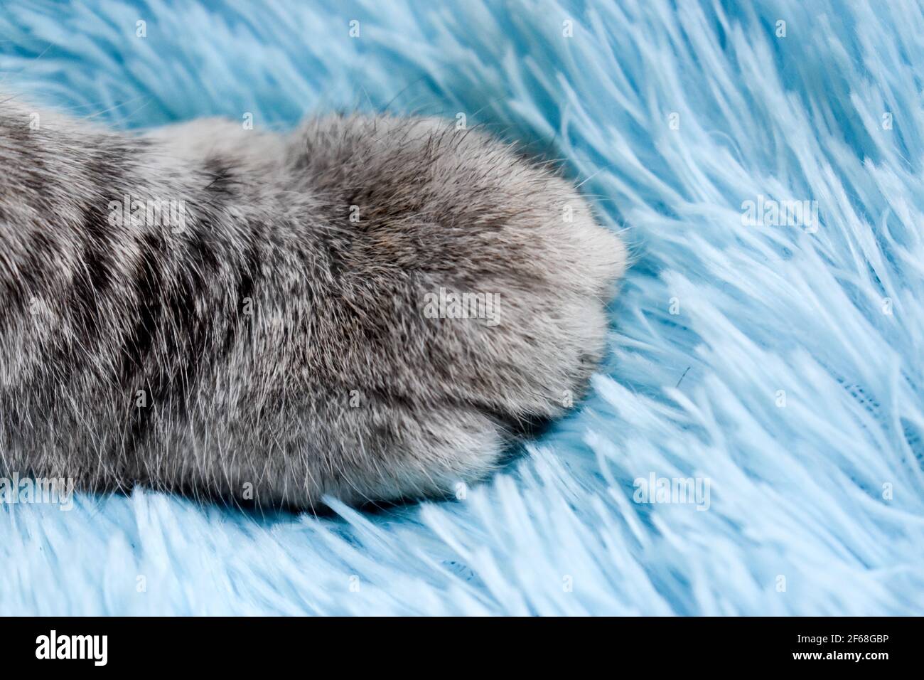 Close up tabby cats paws hires stock photography and images Alamy