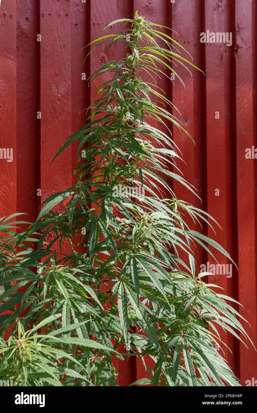 Freetown Christiania, Cannabis plant in a garden Stock Photo