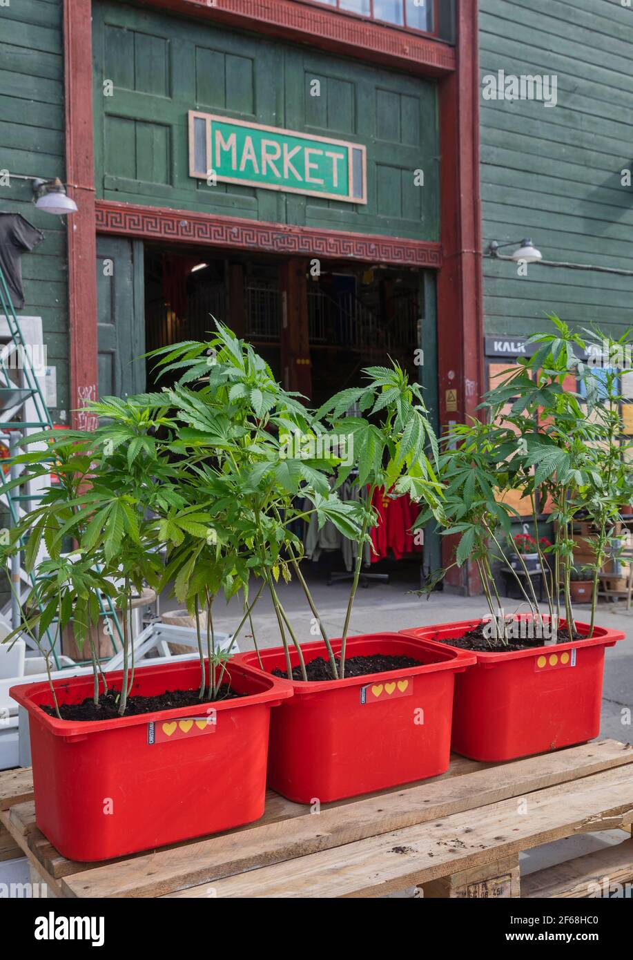 Freetown Christiania. A shop selling cannabis plants Stock Photo