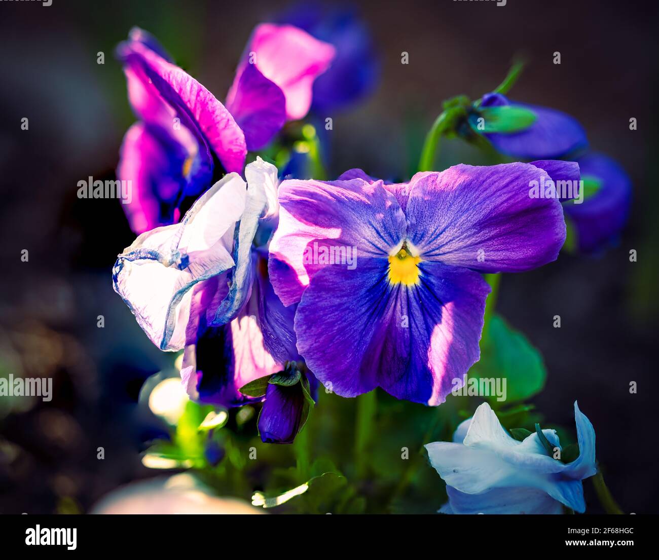 Flower with many blossoms on a sunny afternoon Stock Photo