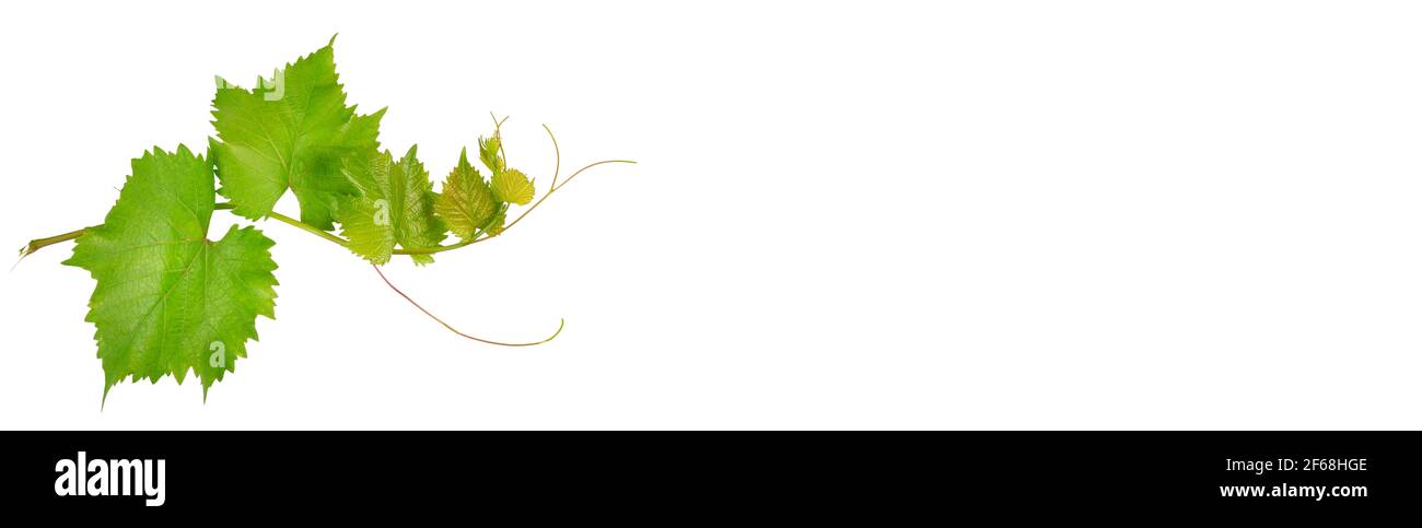 Vine and leaves isolated on white background. Free space for text. Wide photo. Stock Photo