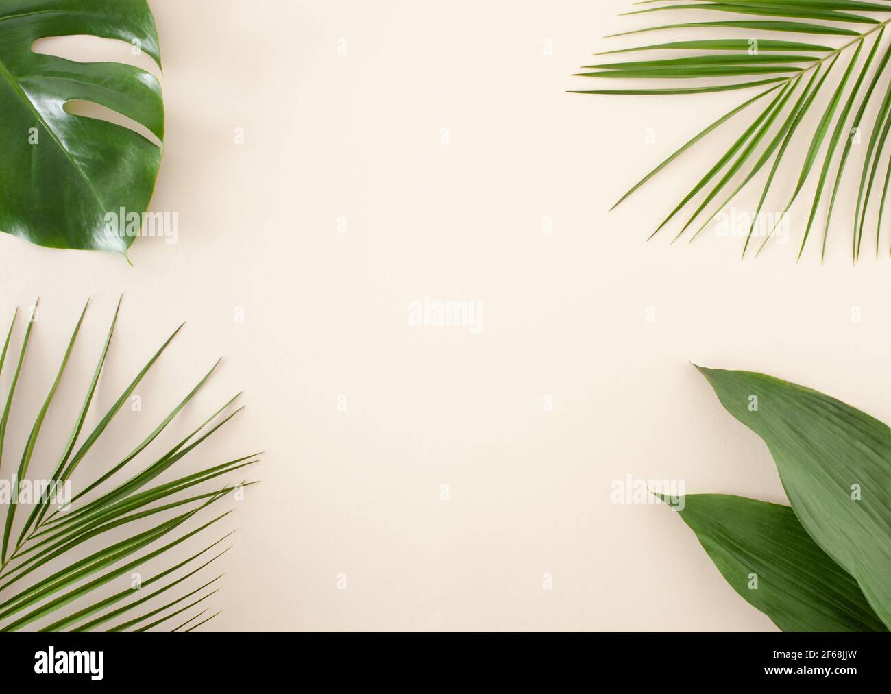Summer concept made with natural green tropical leafs  on sand color background. Minimal  creative flat lay with tree leaf. Stock Photo