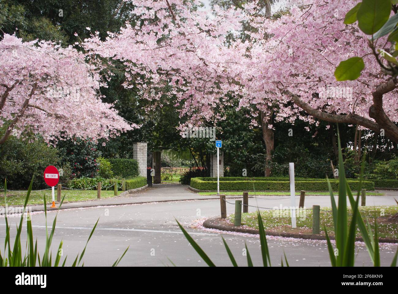 Cherry trees in bloom. Victoria Esplanade, Palmerston North Stock Photo