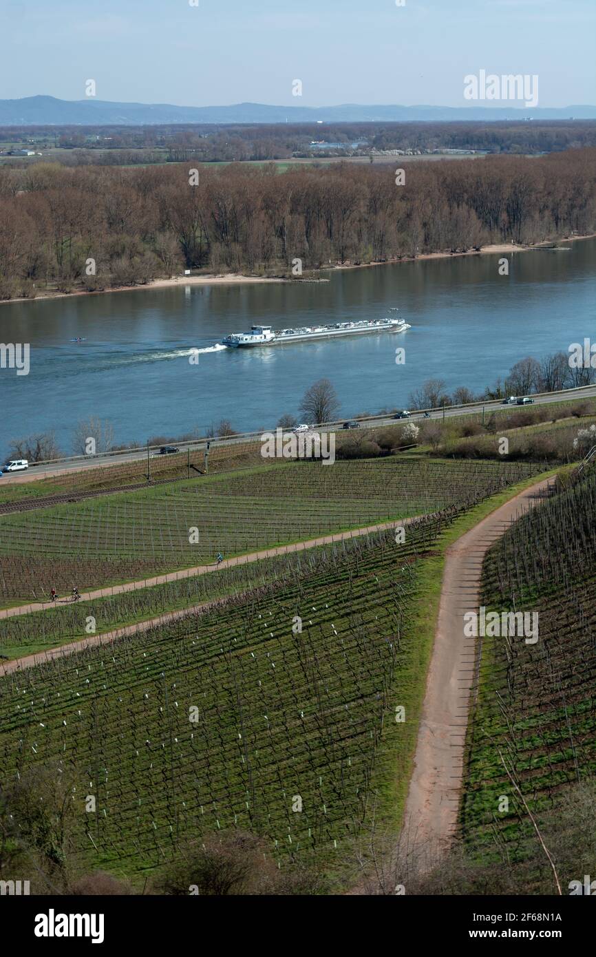 View down to the river rhine above the vineyards at spring, daylight and ship near Nierstein Stock Photo