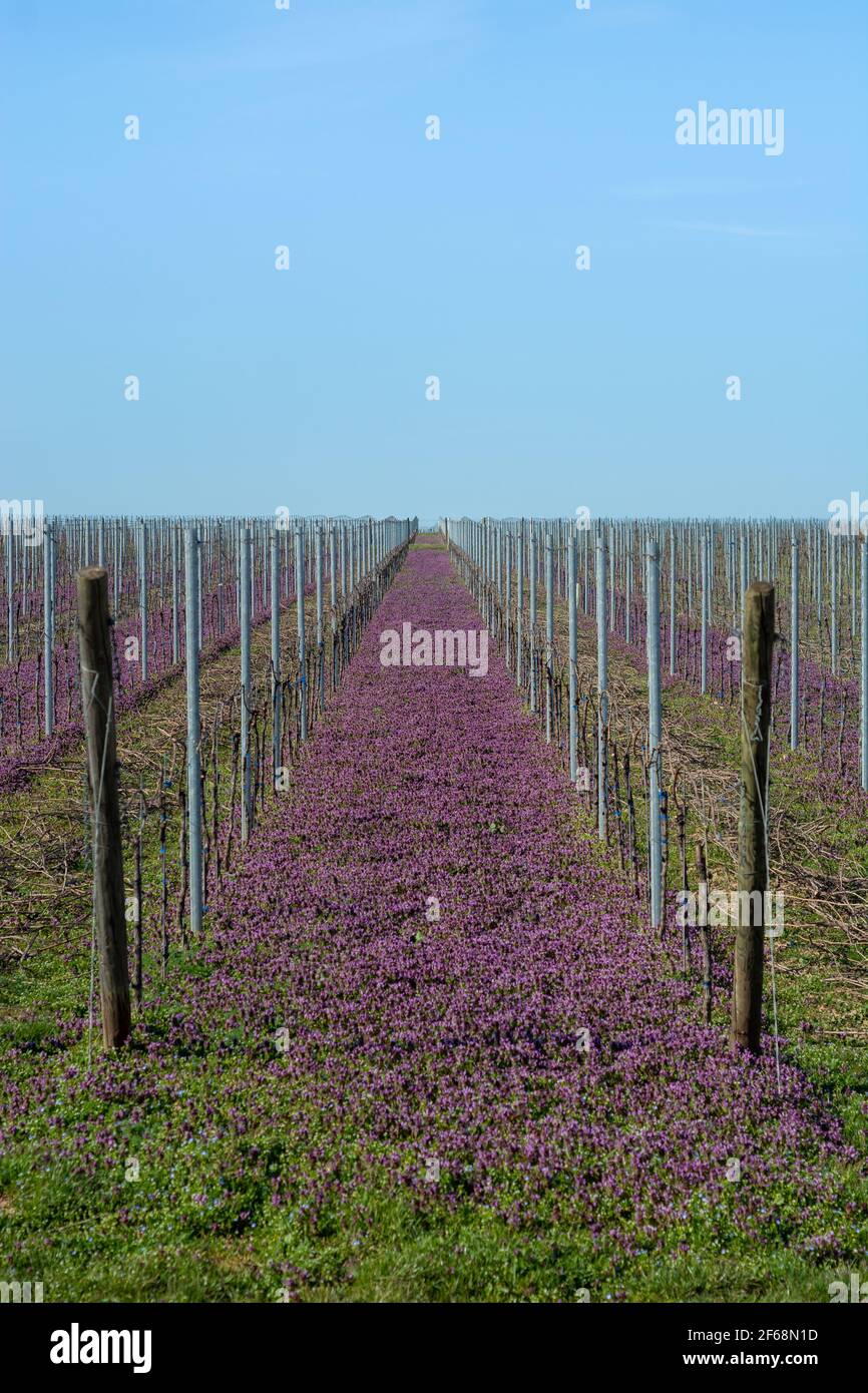 Vineyard in spring with purple flower bloom at daylight Stock Photo