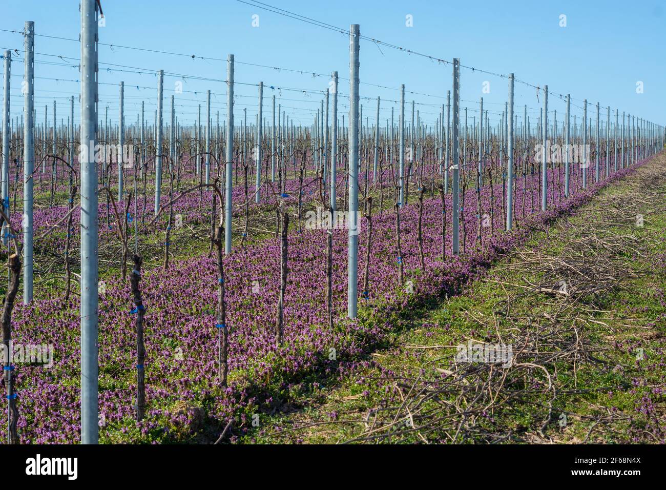 Vineyard in pruple spring bloom near Nierstein in Rheinhessen Stock Photo