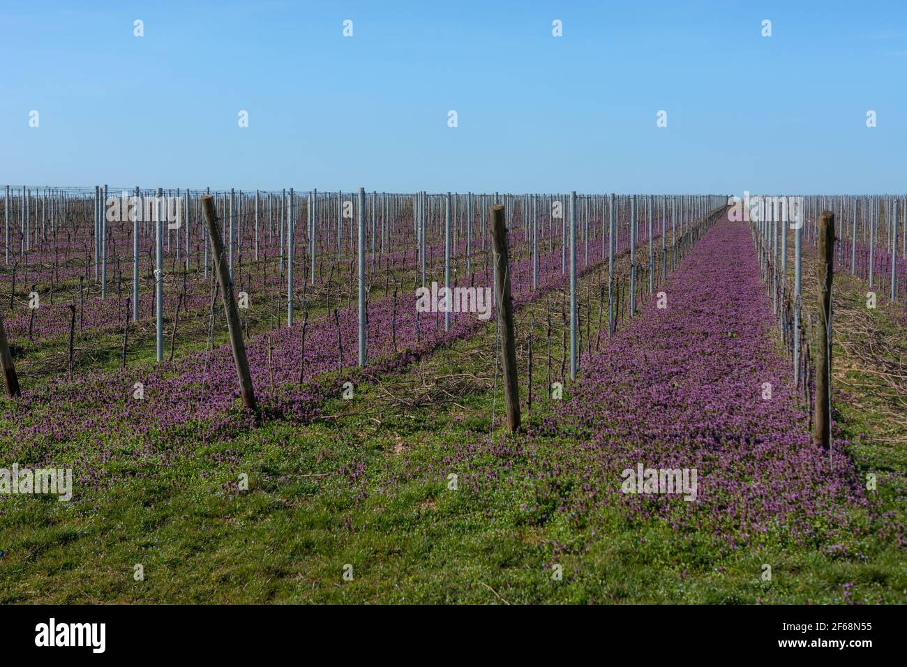 Vineyard in pruple bloom in the spring at daylight near Nierstein in Rheinhessen Stock Photo