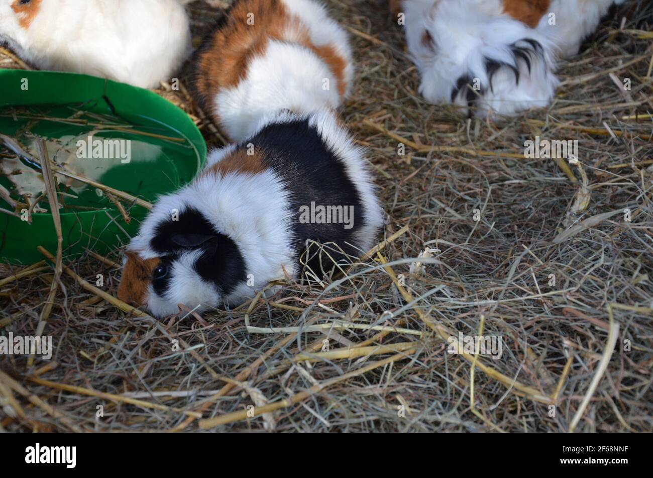guinea pigs in straw Stock Photo Alamy