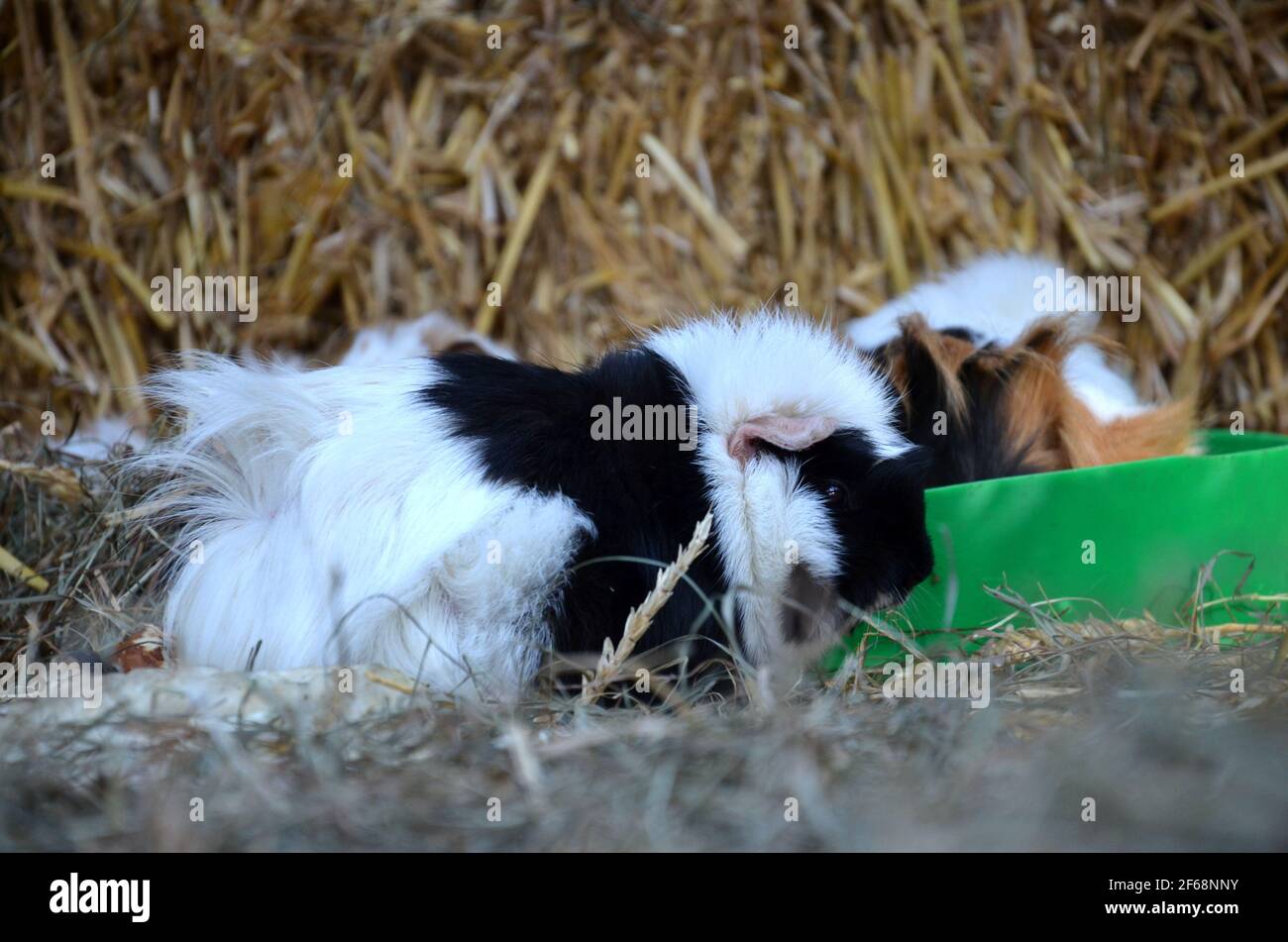 guinea pigs in straw Stock Photo