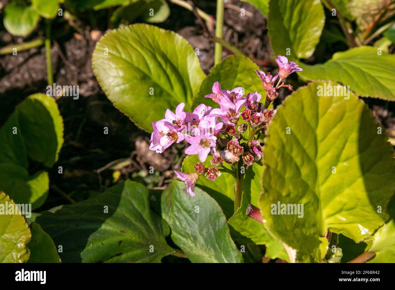 Pink flowers of Elephant's-Ears, Bergenia crassifolia blooming in springtime Stock Photo
