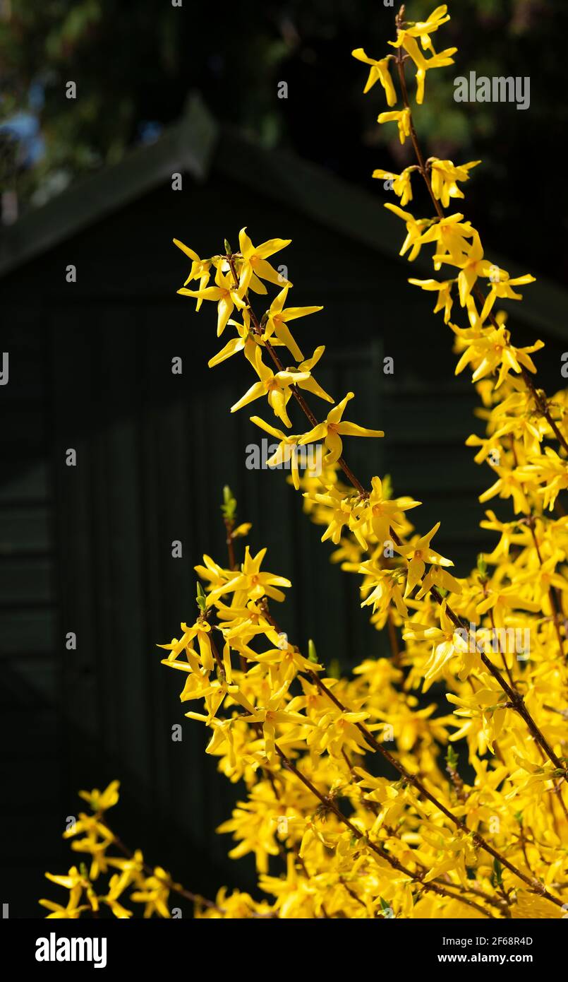 Yellow Flowering Shrub High Resolution Stock Photography And Images Alamy
