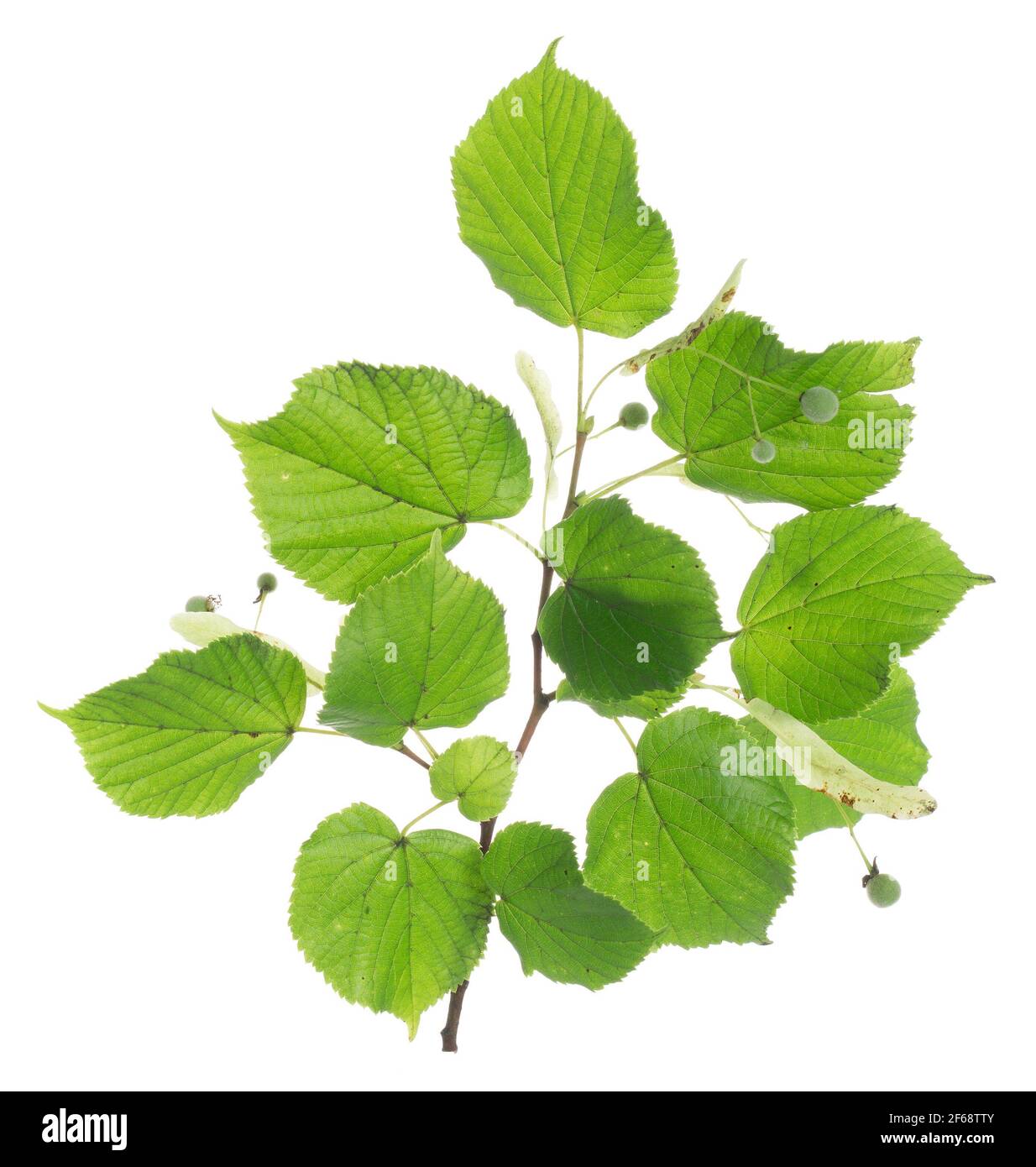 Linden twig isolated on white background Stock Photo - Alamy