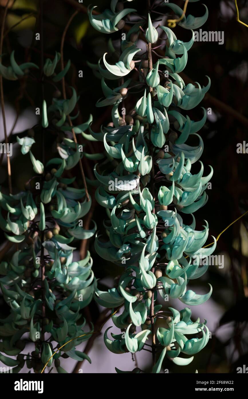 Green Jade Vine in Hawaii Stock Photo