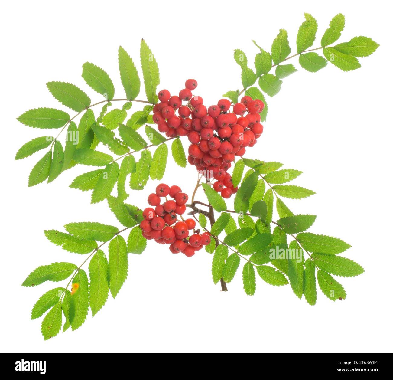 Rowan, Sorbus aucuparia twig with berries isolated on white background ...