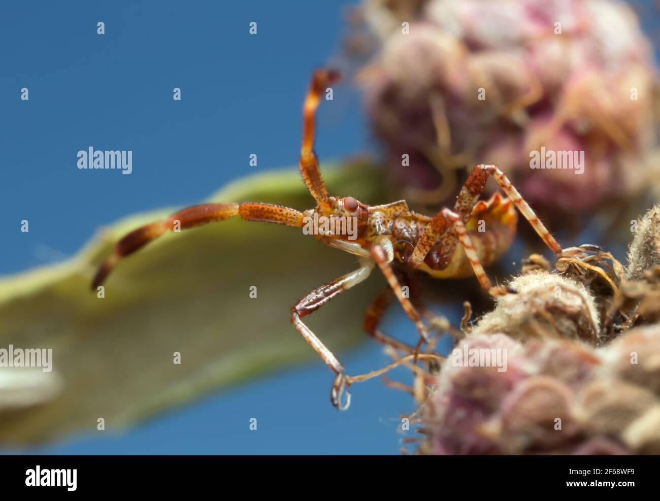 Dock bug, Coreus marginatus nymph photographed with high magnification Stock Photo