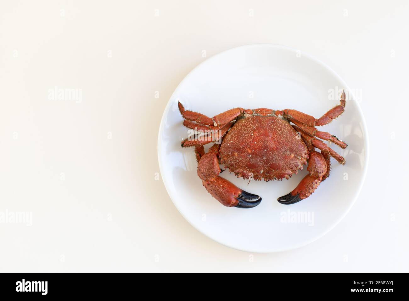 One Whole Cooked Crab On A White Plate On Table In Soft Light Concept For Mediterranean Cuisine Diet Keto Healthy Food Top View Place For Text Stock Photo Alamy