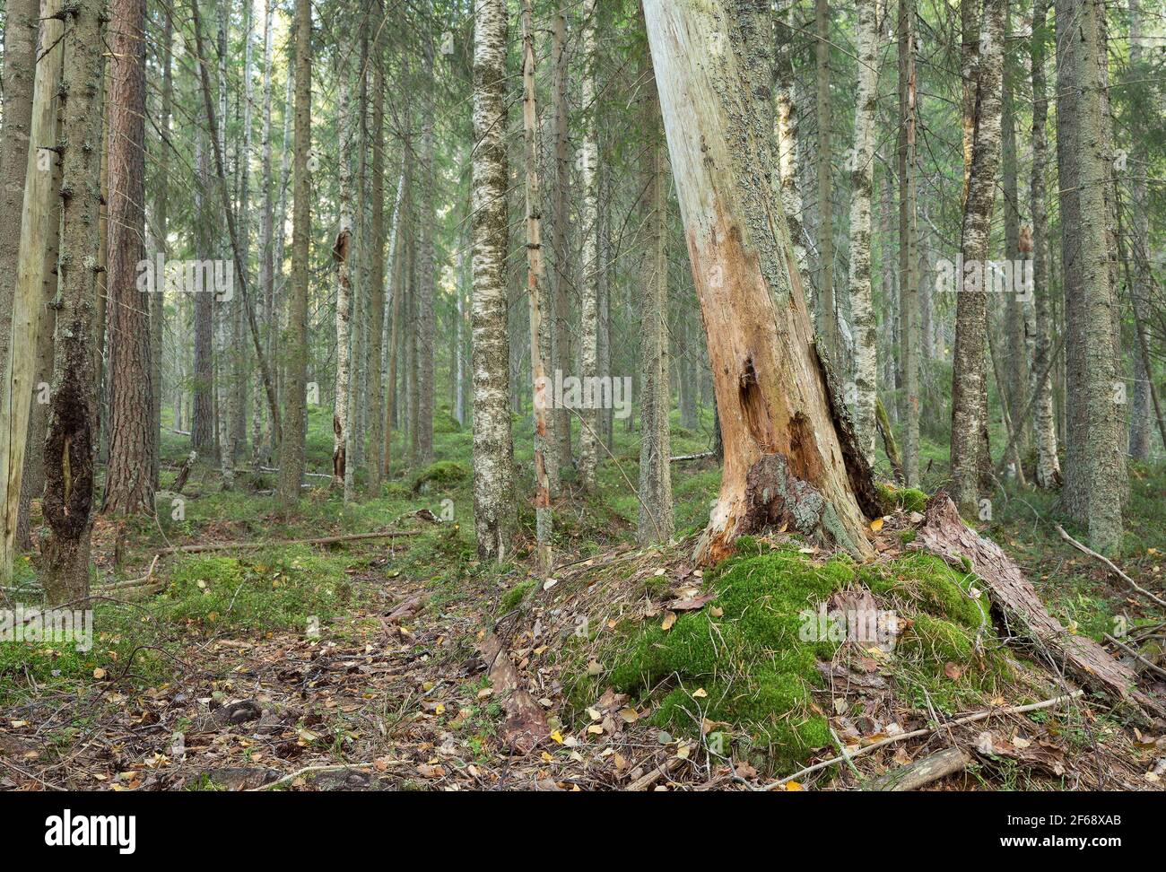 Mixed natural forest in sweden, early autumn Stock Photo