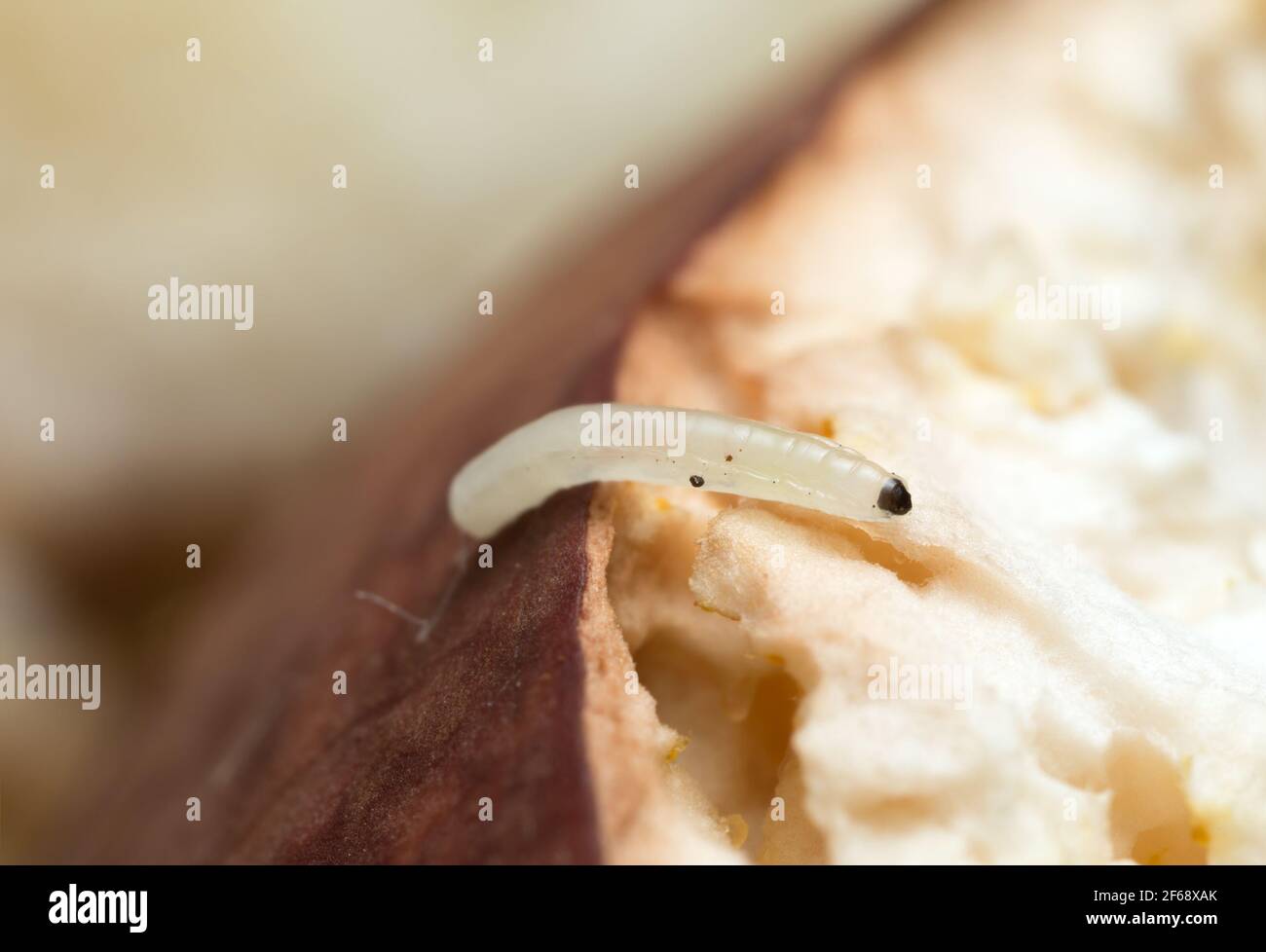 Fungus gnat larva, Mycetophilidae on boletus mushroom Stock Photo