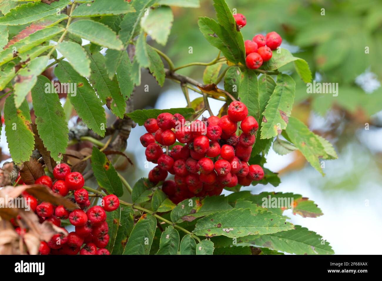 Rowan, Sorbus aucuparia twig with berries Stock Photo
