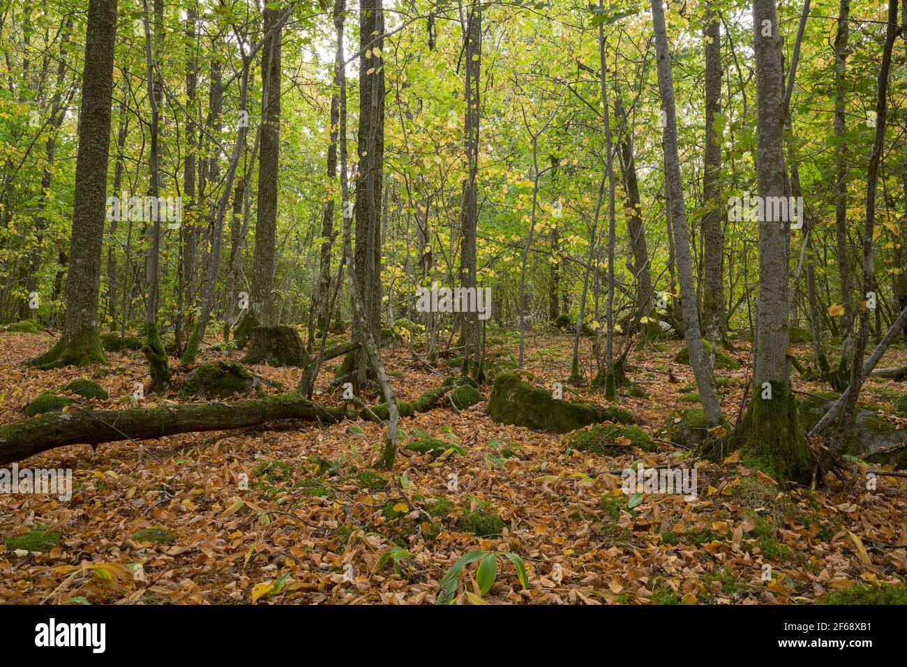 Autumn in a natural deciduous forest in sweden Stock Photo