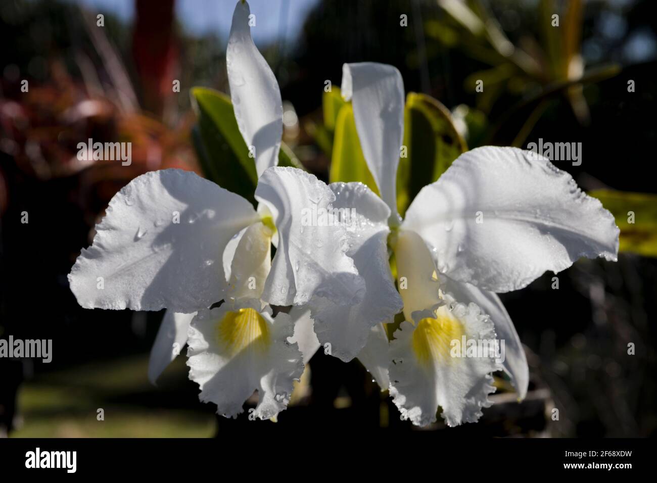White Orchid hybrid in Hawaii Stock Photo