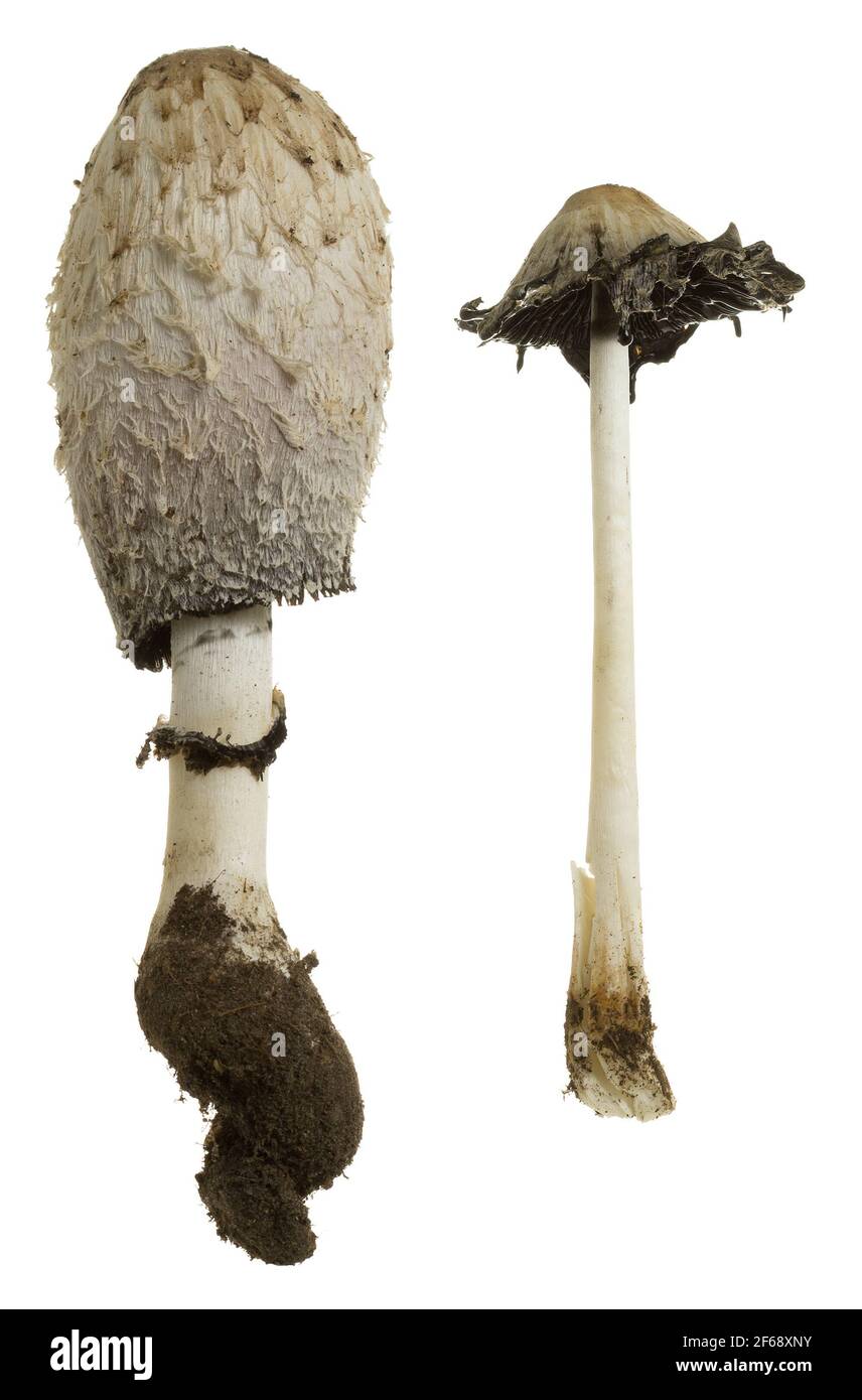 Chelyabinskda arzon jinsiy aloqa