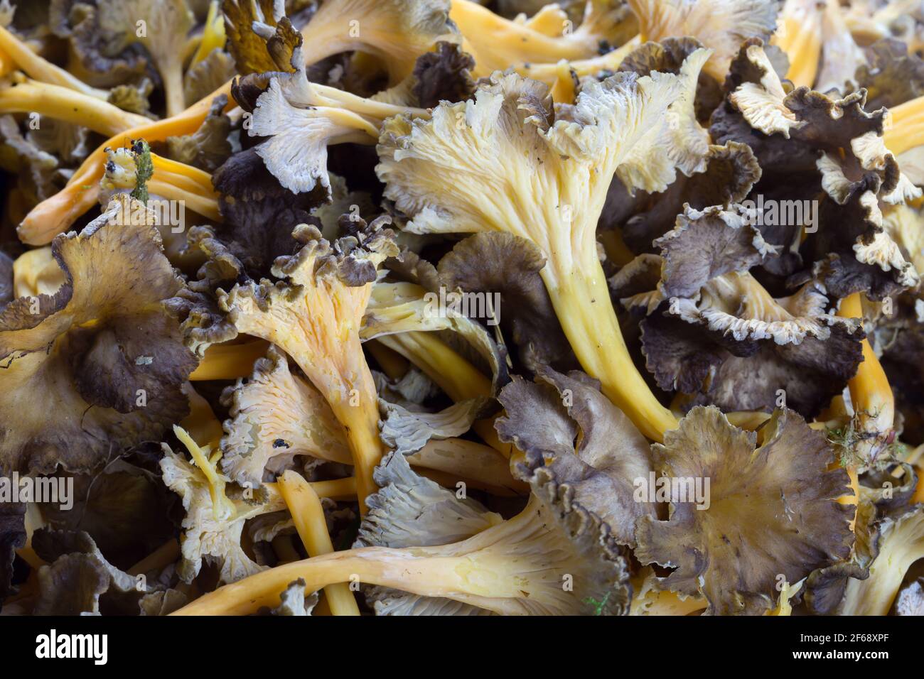 Harvest of yellow foot, Craterellus lutescens Stock Photo