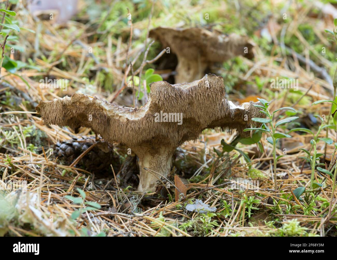 Mealy tooth, Hydnellum ferrugineum Stock Photo