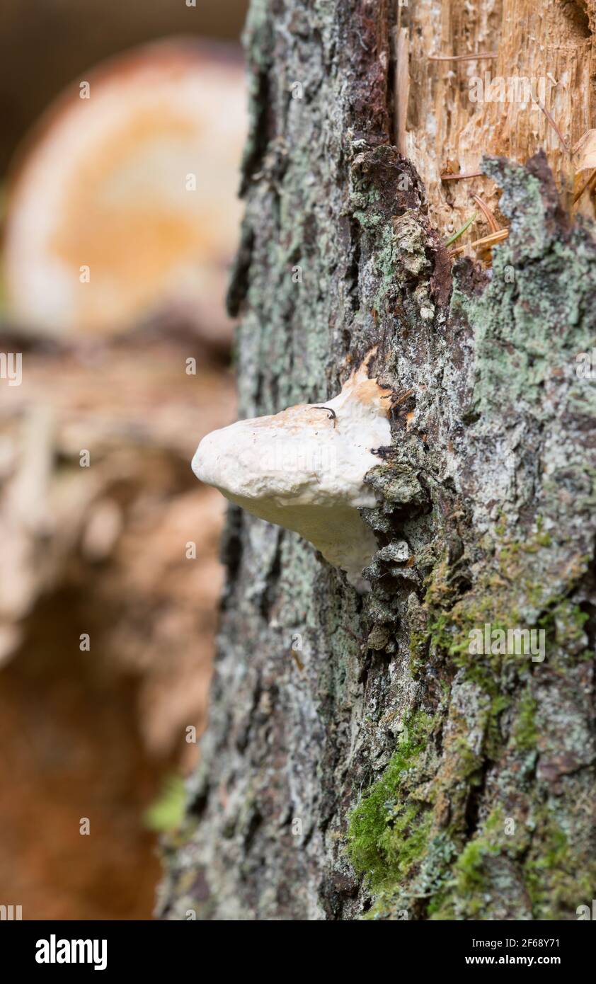 Closeup of fungi growing on coniferous wood Stock Photo
